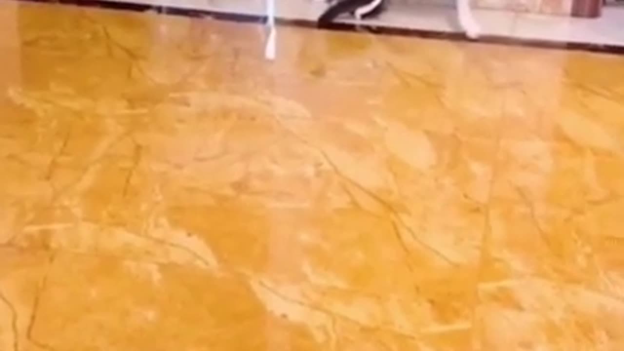 Funny Cats Video - 10 Funny Videos