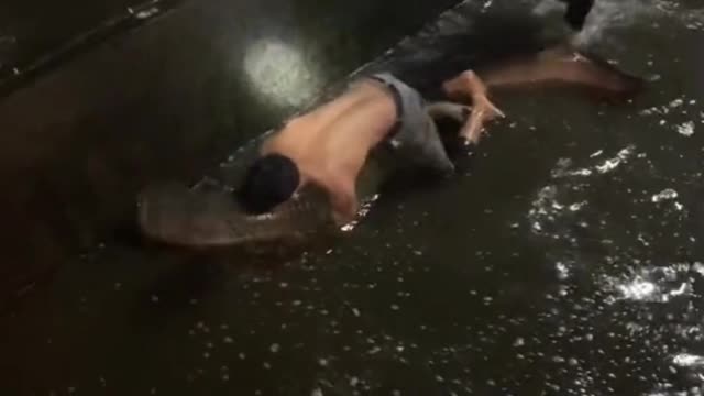 man cleans his fish pond and gets a giant arapaima