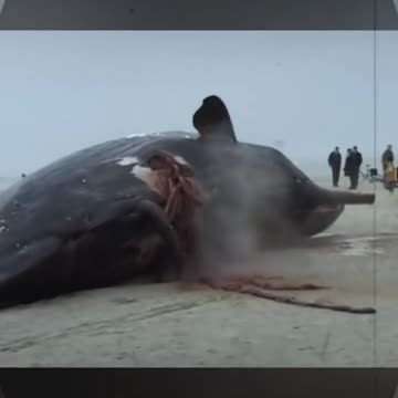 #video#viralvideo#deadveal#facts