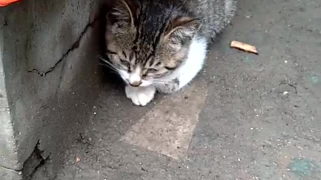 cat