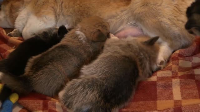 Little puppies breastfeeding from their mother