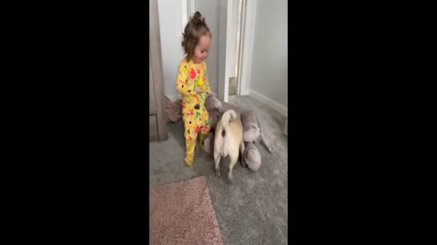 Little girl with infectious giggles plays with her pug