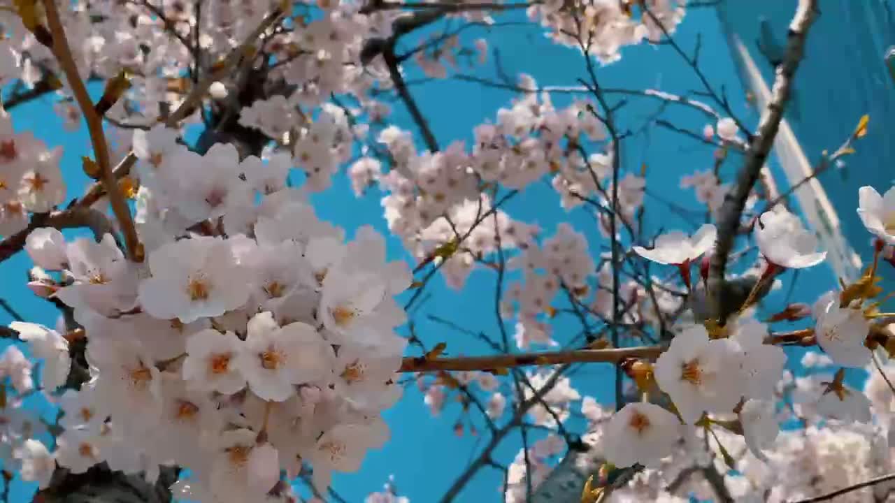 cherry blossoms flying in the wind