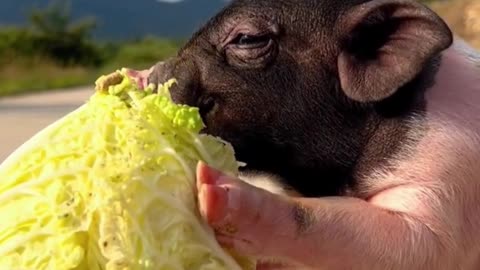The cute pig who eats cabbage, he is my friend