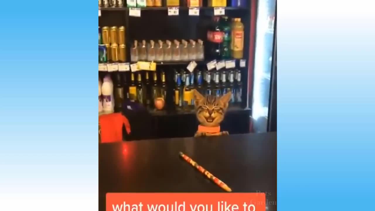 Try not to laugh , funny pets