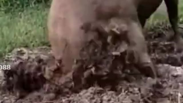 So funny cute ? dogs ?? and cats ?? part 9
