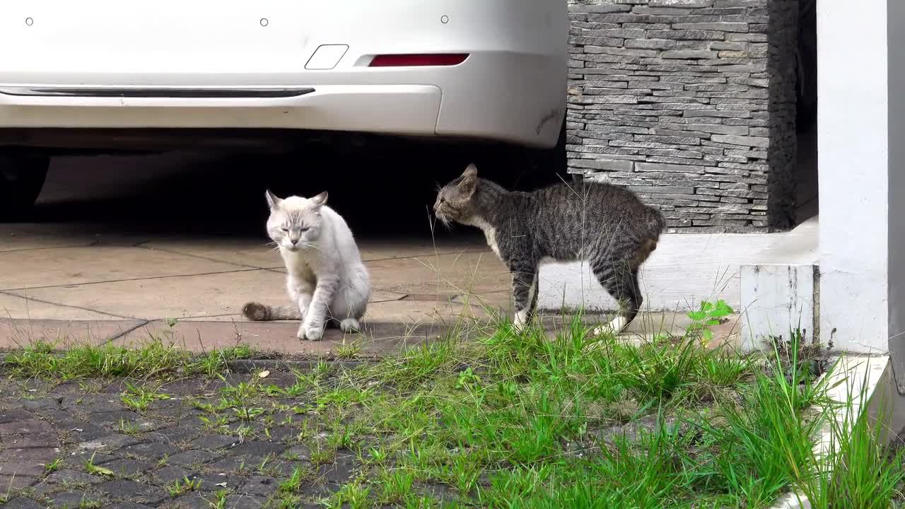 Cat Fighting | Cat Funny Videos | Funny Videos | Animal Fight Club