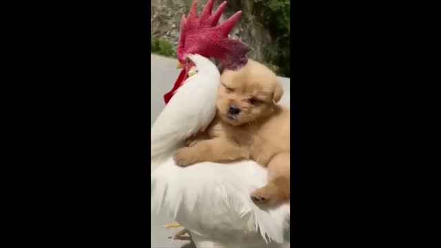 Rooster and Puppy - Friends for ever