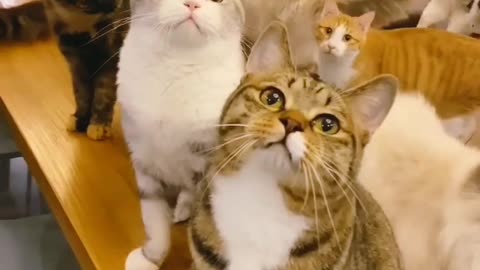 Cute Cat Videos 😻