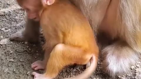 Cute Baby Monkey #03