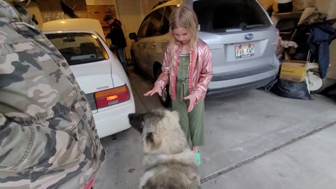 Pixie Meets Hanna and Izzy - Caucasian Ovcharka Dog - Caucasian Shepherd