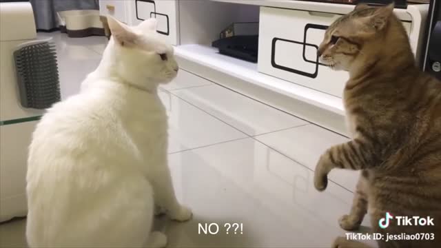 Cat talking