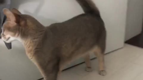 A cute cat walking around the room