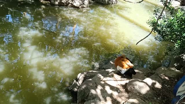 The duck is free to groom its feathers