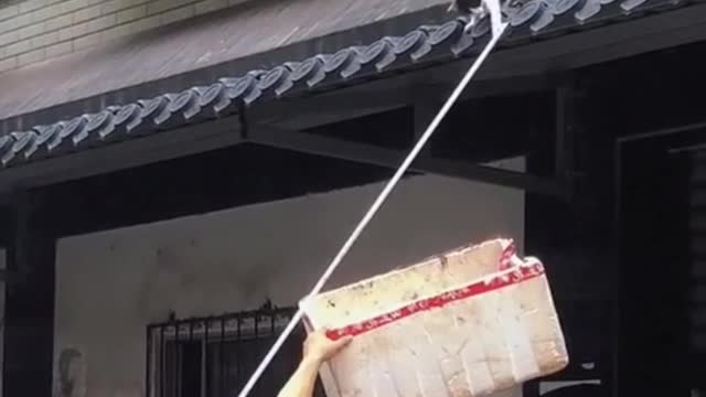 cat stuck on the roof