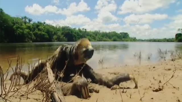 Wet Sloth