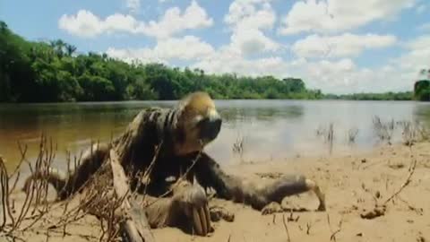 Wet Sloth