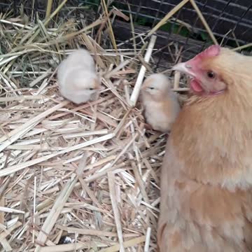 "Mommy hen" has her two new chicks, Homer, Alaska July 30, 2022