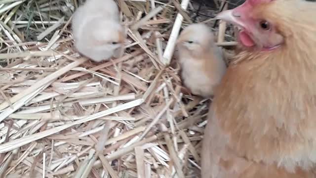 "Mommy hen" has her two new chicks, Homer, Alaska July 30, 2022