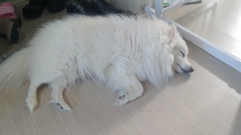 fluffy doggy sleeping on the floor