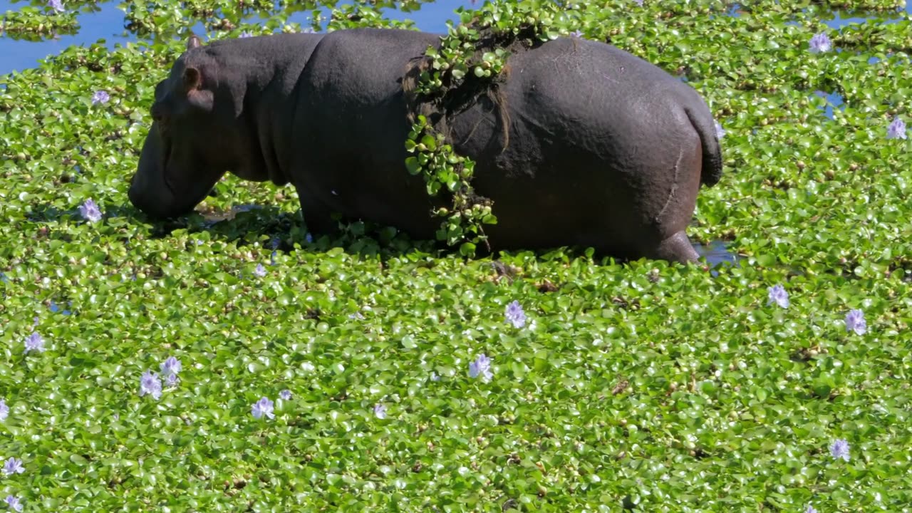 Africa Animals: A Toddler's Guide 🦁🦓🦛🦒🐊 | Fun & Educational Wildlife Adventure