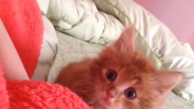 Small brown and orange kitten on bed comes close then jumps at camera