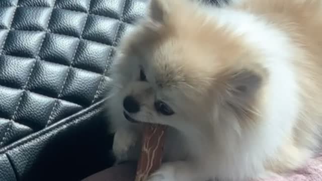 The puppy is eating a snack on the pillow.