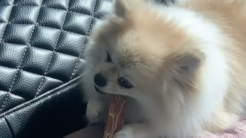 The puppy is eating a snack on the pillow.