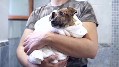 Abandoned Puppy Followed Us Home