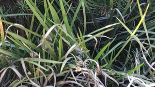 Look what he finds in the garden