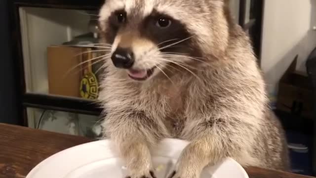 Raccoon Thinks He’s A Person At The Table