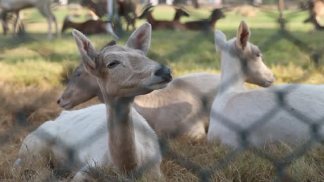 Friendly deer Lovely cute