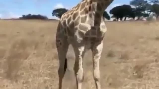 How a giraffe eats grass😮Как жираф ест траву😮