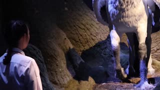 Bowing to Buckbeak! #harrypotter #themepark #themakingofharrypotter #wbtokyo