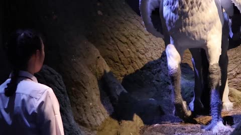 Bowing to Buckbeak! #harrypotter #themepark #themakingofharrypotter #wbtokyo
