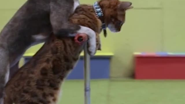 Fastest 5 m. on scooter by a Dog and Cat. 4.37 secs. by Sashimi and Lollipop