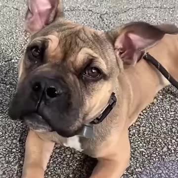 Adorable baby dog, Everything is adorable 😍😍