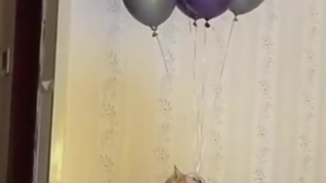 The cat flying with balloons