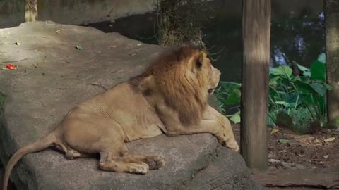 Lion Resting on a Rock