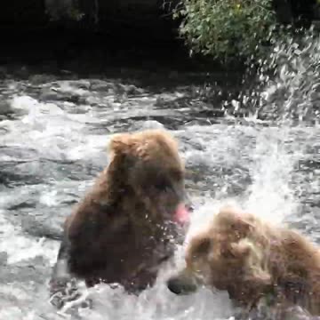दो भालू आपस में लड़ पड़े 🤪😎 #minivlog #shorts #viral