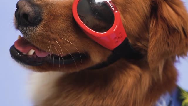 Wow Amazing Cute dog
