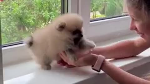 puppy dog Baby Dog # 🔴 Cute and Funny Dog Videos Compilation of Funny Puppy Video 2021 #short video