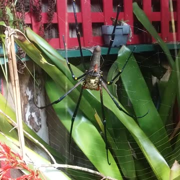 13.5.2024 Random Kuranda - Golden Orb Weaving Spider