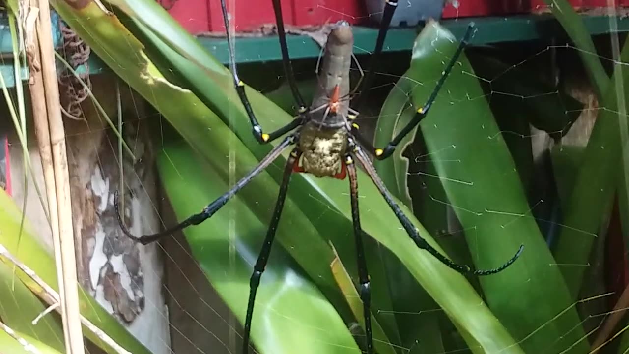13.5.2024 Random Kuranda - Golden Orb Weaving Spider
