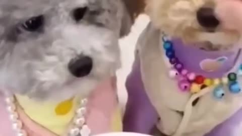 Super Cute Animals Cute cats and Funny dogs videos compilation😻2022 #shorts