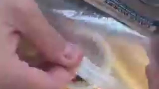 This guy tried anything and everything to get this seagull to become his best friend 😅👏