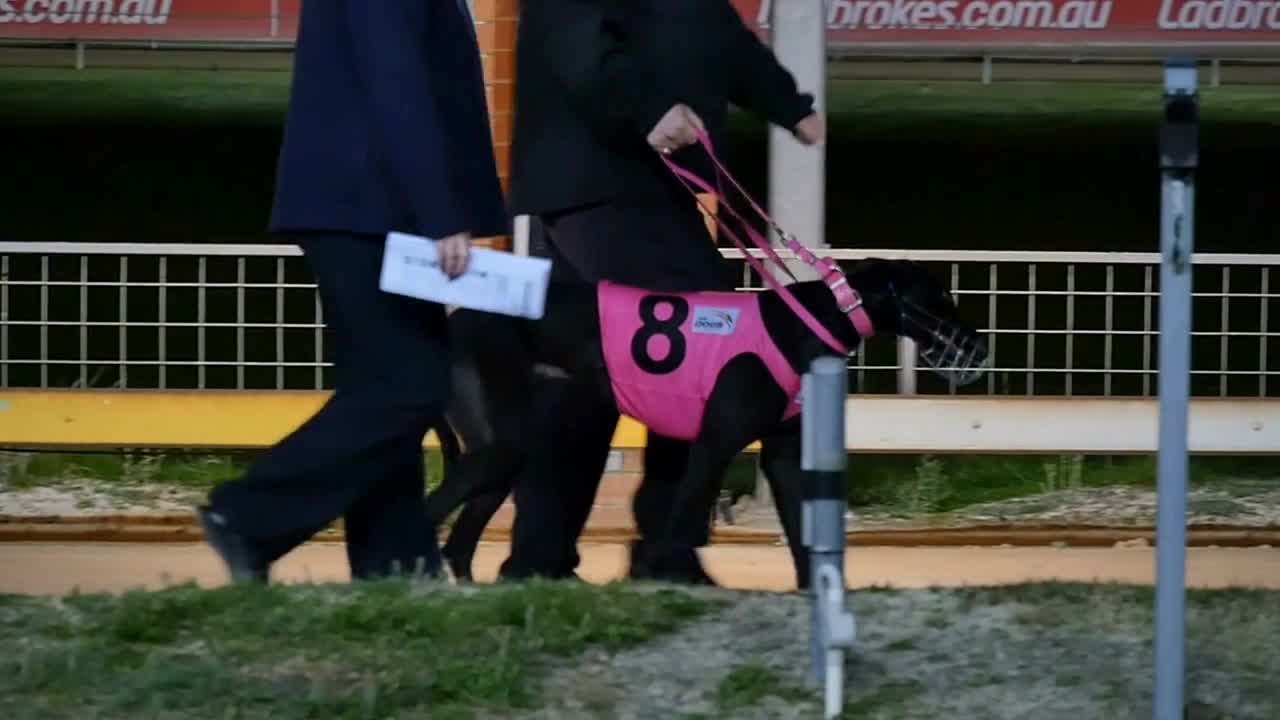 Purebred champion Greyhound dog on race track slow mo