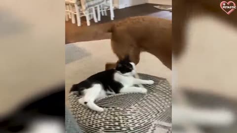 Cats vs Dogs Fighting - Funny Cats and Dogs Compilation -- PETASTIC