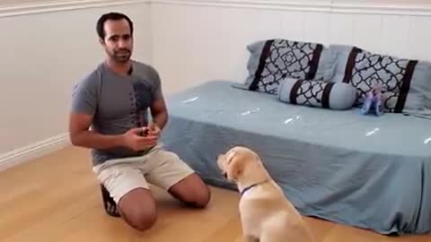 Dog training puppy