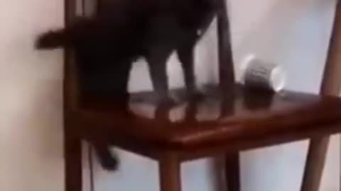 Cat on chair